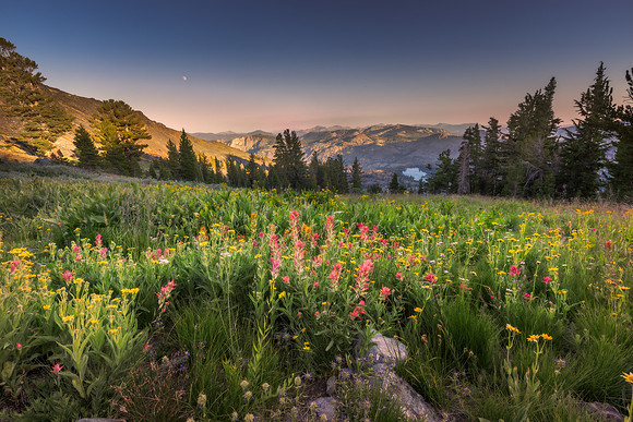 Wildflowers in Desolation Wilderness, Lake Tahoe