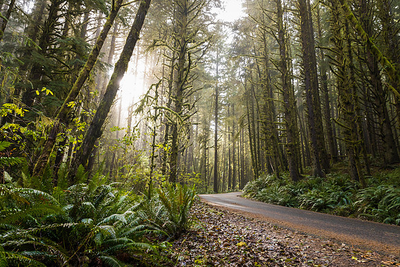 Oregon Coast Forest