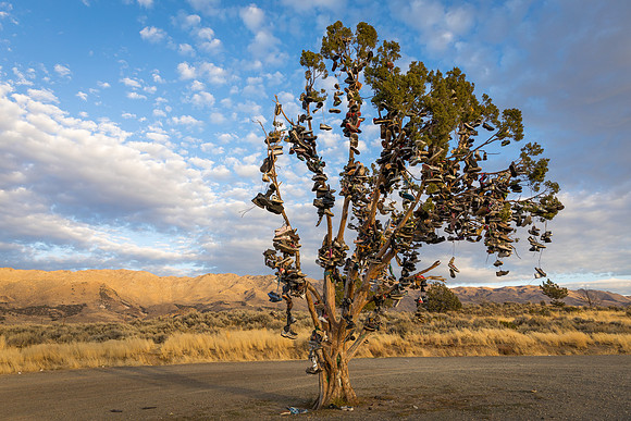 Shoe Tree
