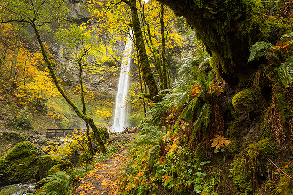 Trail to Elowah Falls, OR