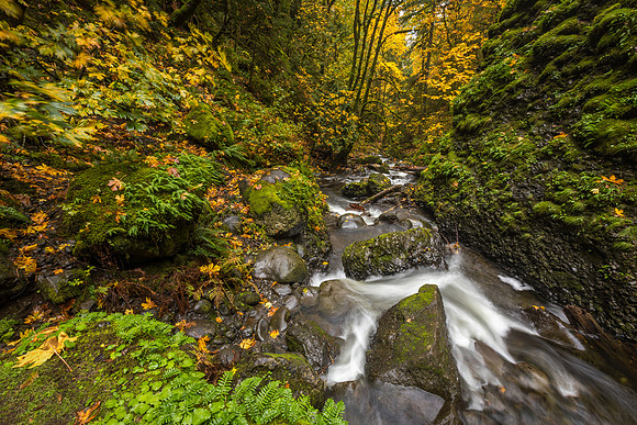PNW Forest Stream