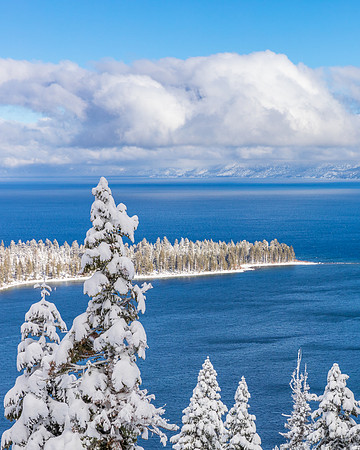 Snow Covered Pine over Lake Tahoe and Emerald Bay