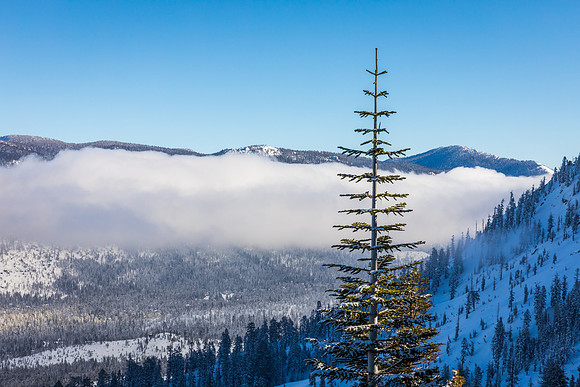 Winter Pine