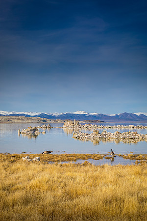 Gease of Mono Lake